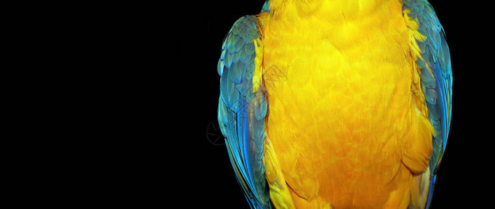 自然黄蓝色背景金刚鹦鹉羽毛图案一只鹦鹉的明亮五颜六色的羽毛在黑色的热带鸟翼特写选择焦图片