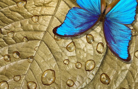 生态概念纯自然概念在水滴金叶上闪亮而多彩的蓝蝴图片