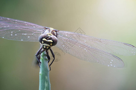 蜻蜓与自然背景休息图片