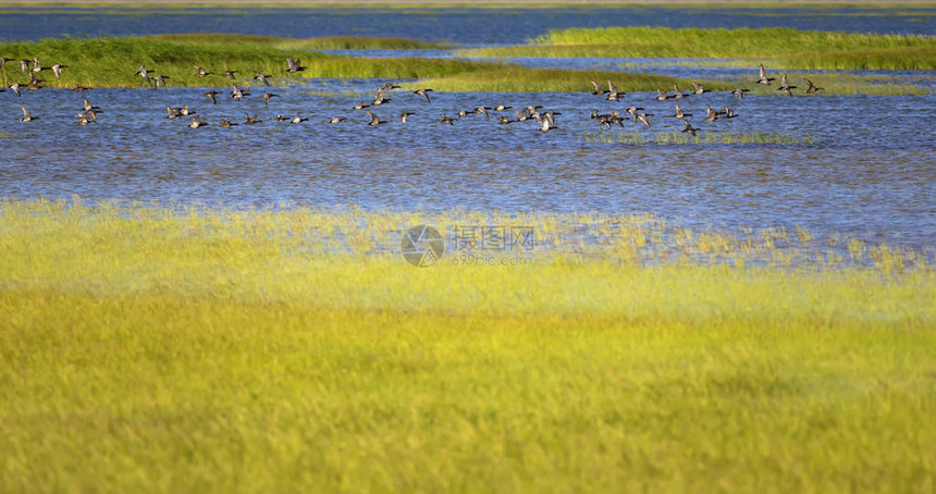湿地和鸟类绿色黄蓝自然背景飞鸭子图片