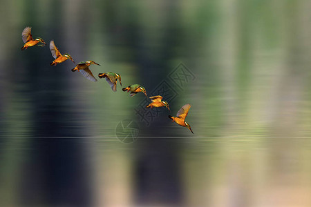 惊人的鸟翠潜水鸟多彩的自然背景鸟图片