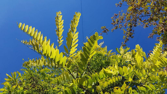 明亮的蓝天背景上高枝繁茂的叶子夏天公园的金合欢树叶阳光灿背景图片