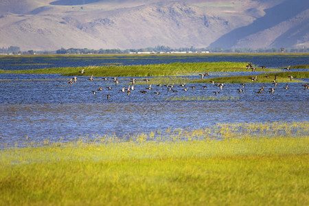 湿地和鸟类绿色黄蓝自然背景飞鸭子背景图片
