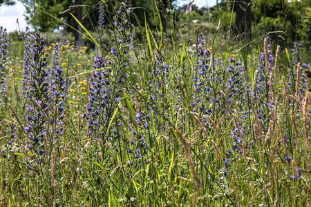 五颜六色的花草甸与飞燕草和雏菊背景图片