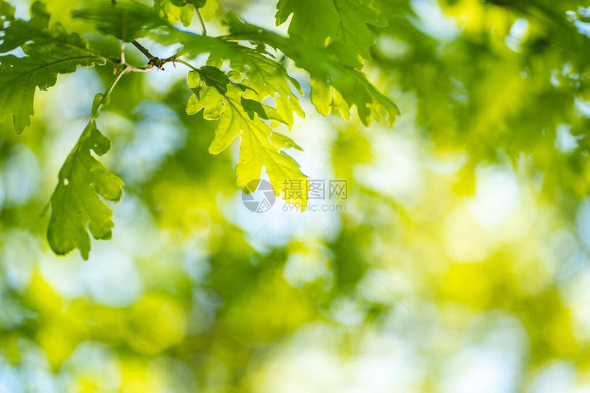 阳光下森林叶子的近照片图片