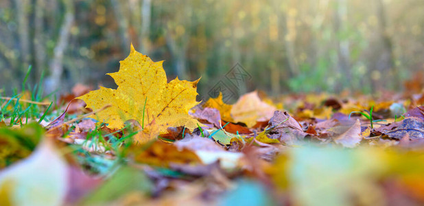 与秋天五颜六色的叶子的秋天背景与枫图片