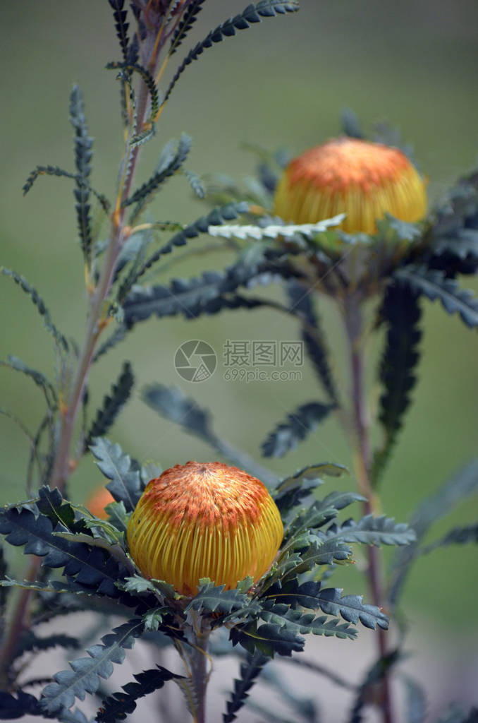 澳大利亚土生长的金花头状花序图片