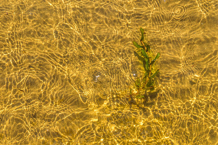 透明水中的藻类分支图片