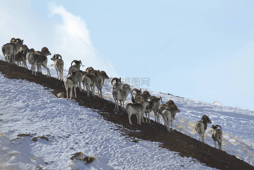 羊群马可波罗度假山坡上的马可波罗盘羊吉尔图片