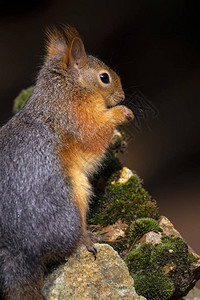 可爱的松鼠深棕色的自然背景图片