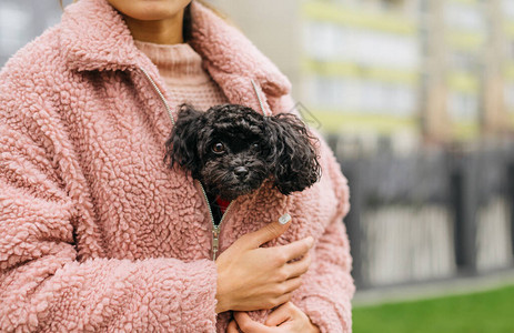 可爱的卷毛小狗品种玩具贵宾犬坐在女孩的粉红色外套下图片