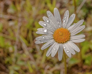 雨后甘菊图片