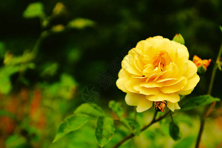 美丽的黄玫瑰宏图片