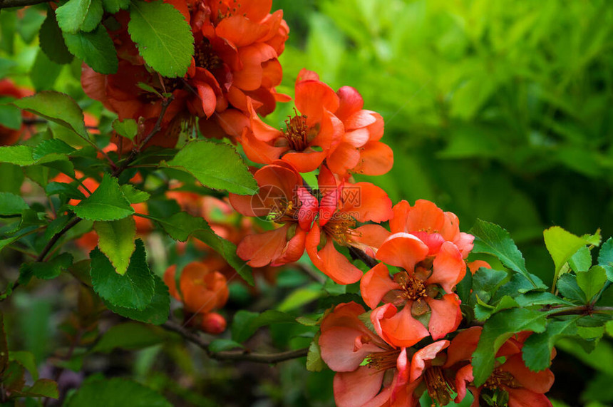 美丽的无数红色春天木瓜花图片