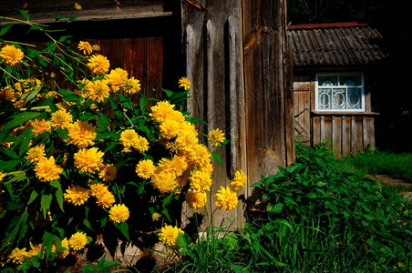 美丽的夏天黄色金光菊花图片