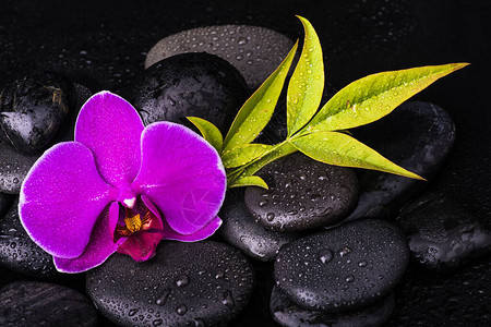 黑宝石组合有紫兰花和黑色背景图片