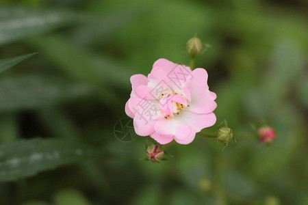 在花园里的乡村生长的开花植物令人难以置高清图片