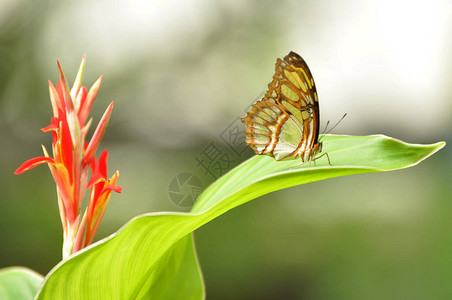 异国情调的美丽蝴蝶镶嵌在花园的叶子上图片