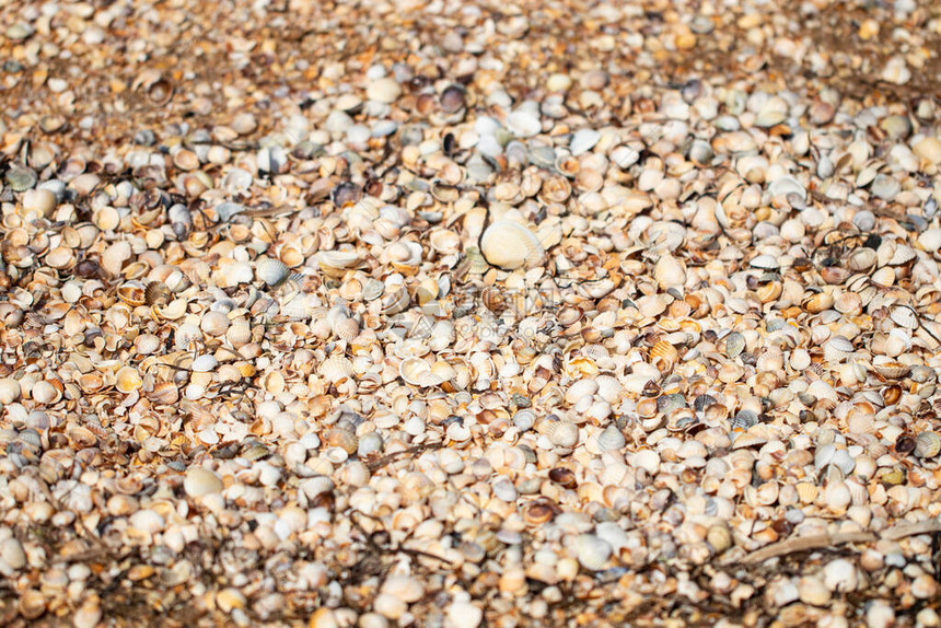 海滩背景纹理由贝壳制成贝壳图案图片