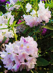 植物园中淡粉色的杜鹃花图片