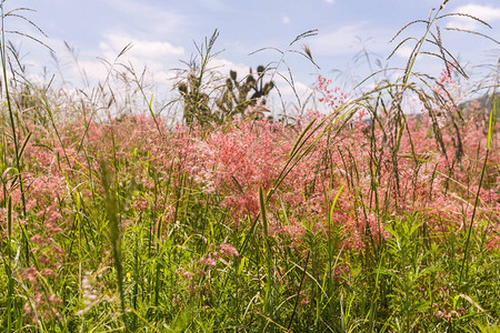 草地上美丽野花的特写镜头图片