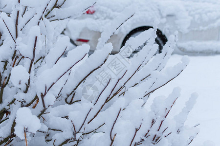 下大雪灌木丛上布满雪和部图片