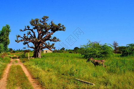 塞内加尔农村地区美丽的bab图片