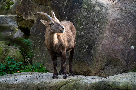 雄山ibex动物园的capr图片
