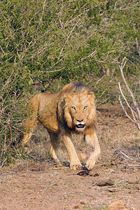 krugeri又称东南非洲狮子图片