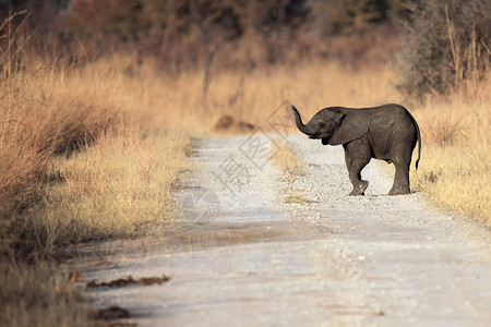 非洲灌木大象LoxodontaAfricana是年轻大图片