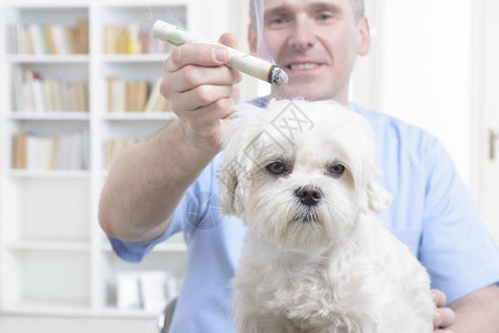 兽医对小狗进行艾灸治疗图片