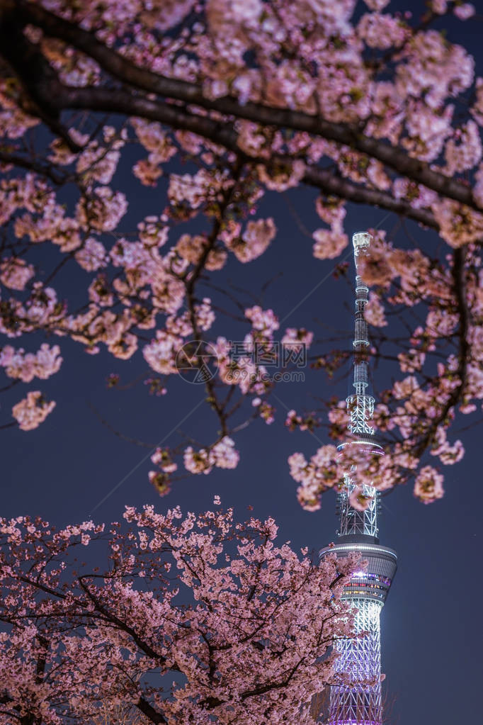 东京天空树夜里会图片