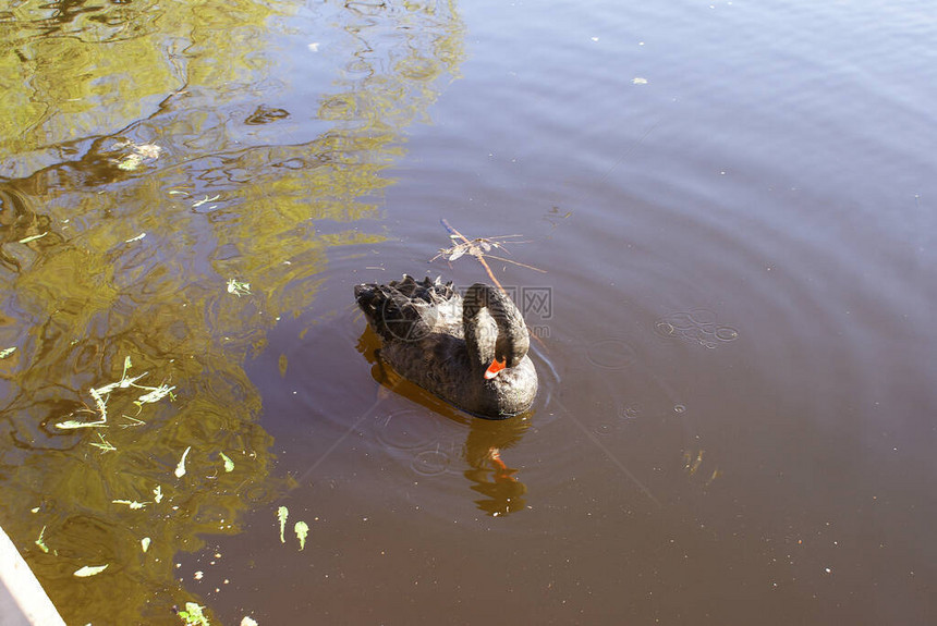 一只黑天鹅在湖里游泳图片