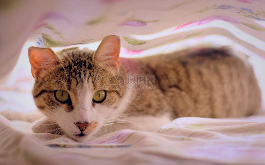 绿眼睛的漂亮小猫盯着摄像机看床单下图片
