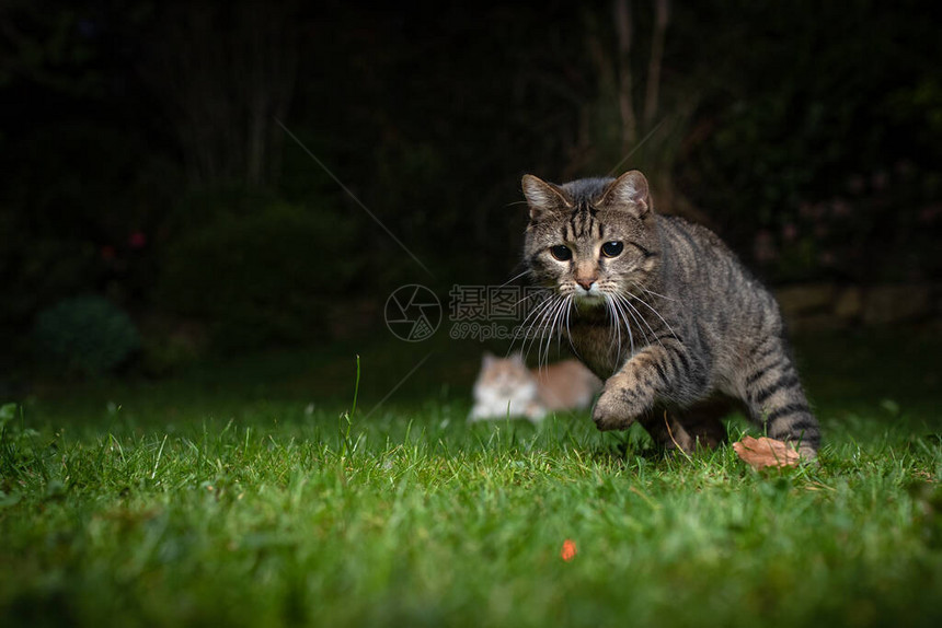 夜间在后院狩猎红色激光点的顽图片