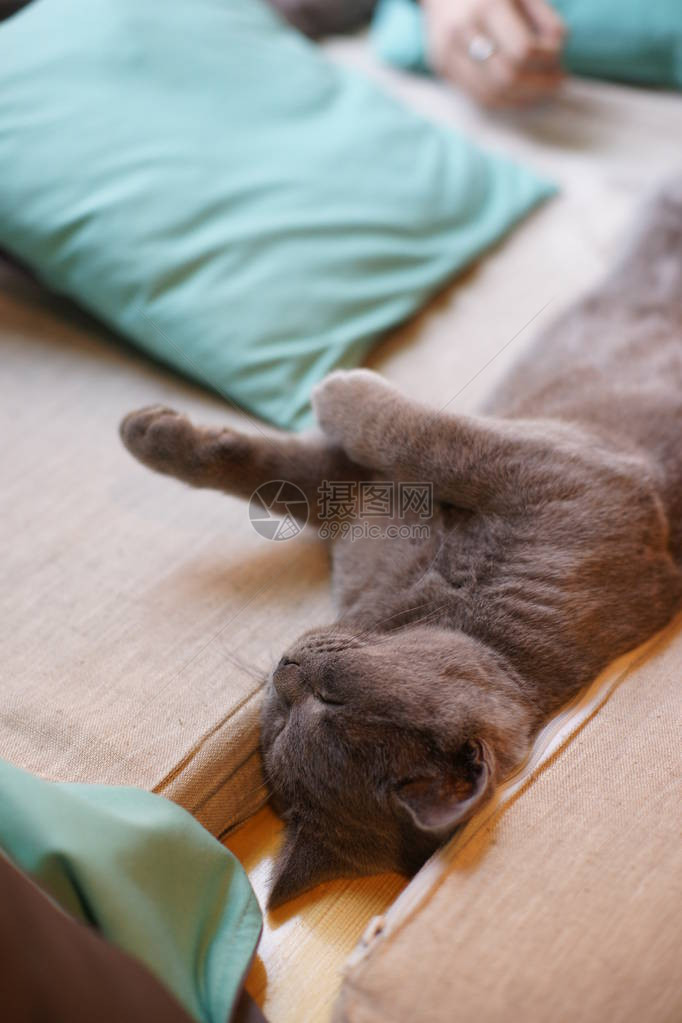 可爱的小灰猫睡在枕头图片