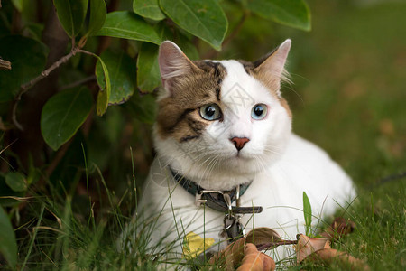 宠物可爱的猫图片