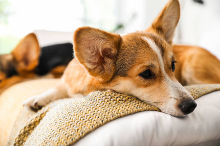 可爱的柯基犬在家的床上休息图片