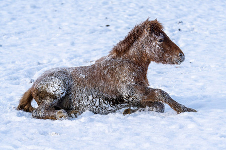 冬野一匹马图片