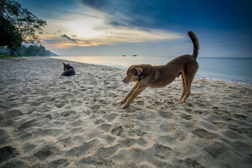 无家可归的狗像瑜伽一样贴在海边沙滩上对抗美图片