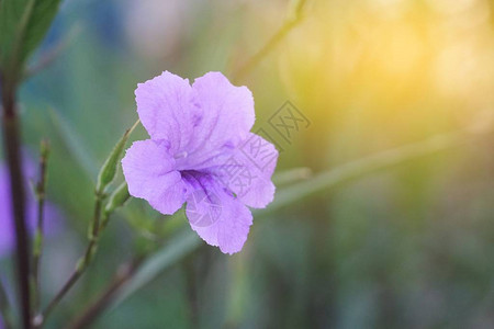 自然花园中的紫色花朵罗埃背景图片