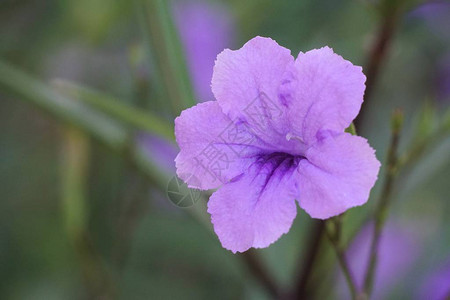 自然花园中的紫色花朵罗埃背景图片