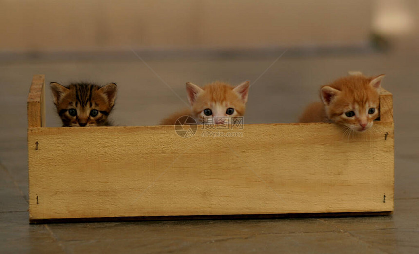 在萨尔瓦多市的木箱中看到小猫图片