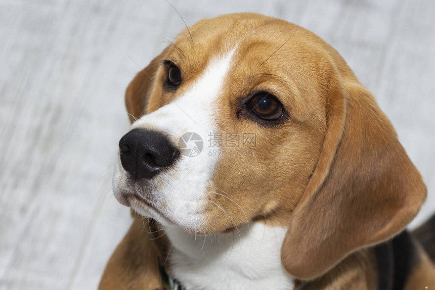 Beagle狗看起来有罪这只狗图片