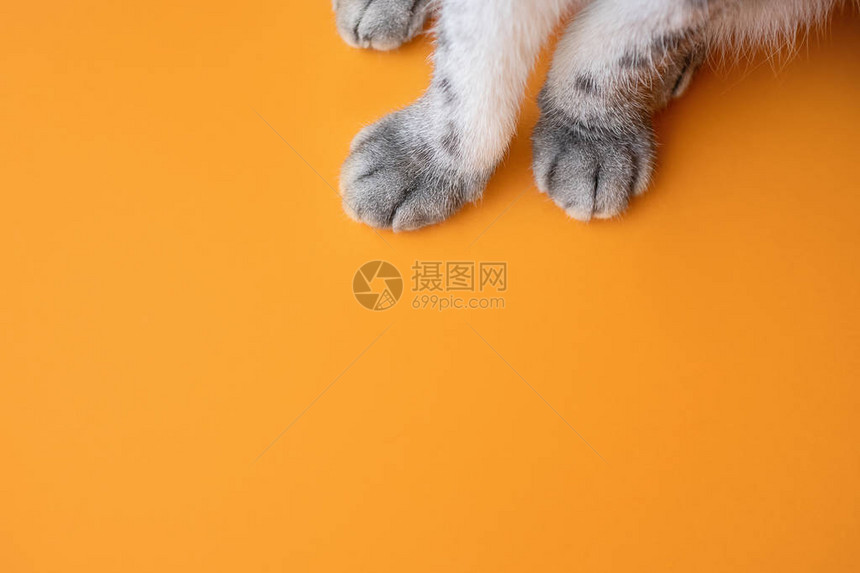 橙色背景上灰色猫的爪子图片