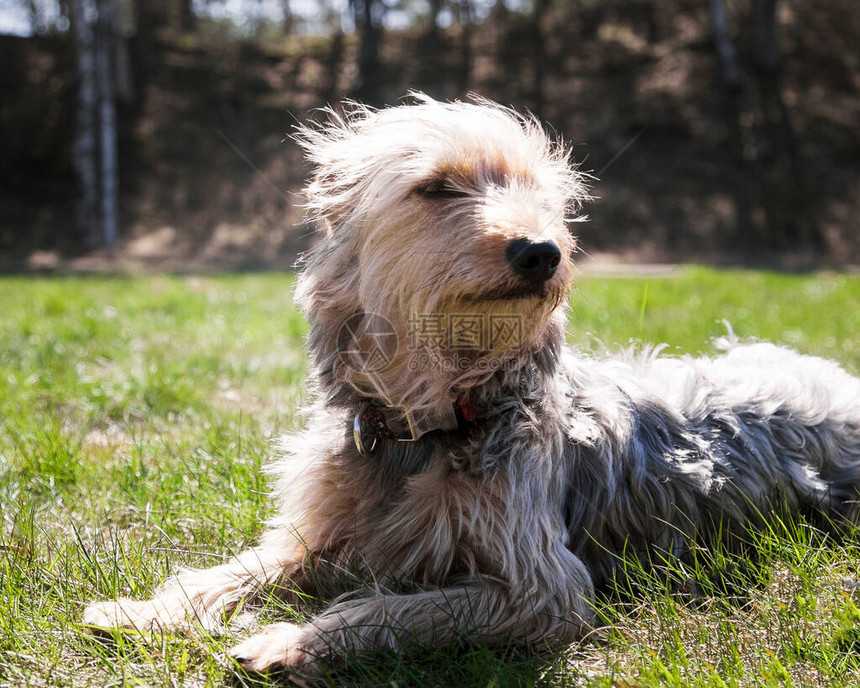 快乐的橙色小哈瓦尼小狗坐在草地上图片