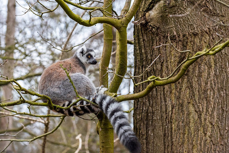 坐在一棵树上的成人lemur图片