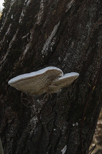 蘑菇长在树干上图片