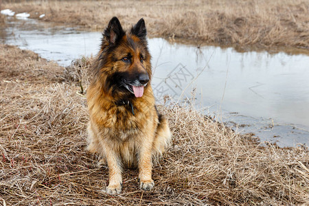 春天的德国牧羊犬坐在小河图片