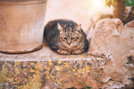 可爱的猫躺在镇街上放松图片